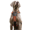 Niggeloh Harnais Néoprène orange pour chien – Image 2